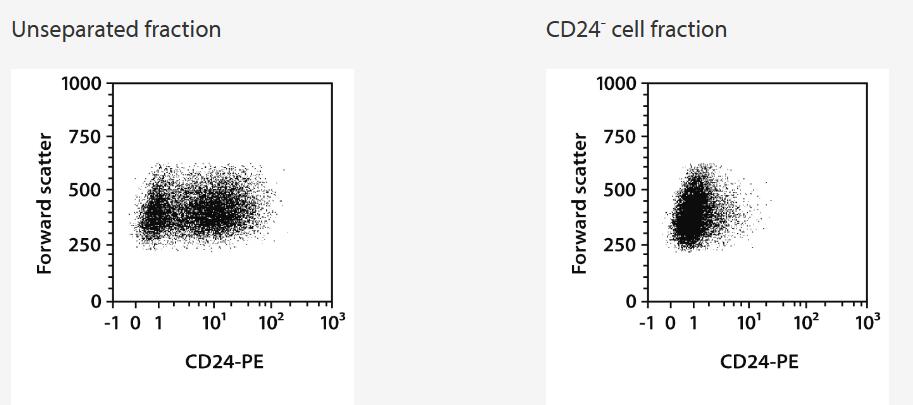 CD24+ cells were depleted from the CML cell line K562 using the CD24 MicroBead Kit, an LD Column, and a QuadroMACS Separator. Cells were fluorescently labeled with CD24-PE and analyzed by flow cytometry using the MACSQuant Analyzer. Cell debris and dead cells were excluded from the analysis based on scatter signals and propidium iodide fluorescence.